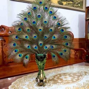 Combo 20 Lông công MẮT TO 4-6cm dài 80 đến 120cm loại ĐẸP nguyên vẹn tự nhiên 100% phong thủy tài lộc