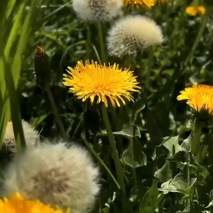 (KEMASAN PREMIUM) BIJI | BENIH BUNGA DANDELION