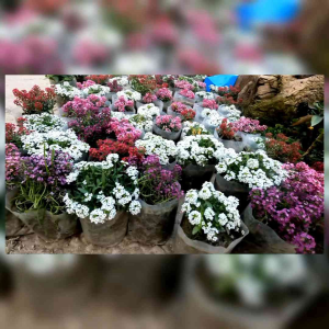 BENIH BUNGA ALYSSYUM IMPORT (KEMASAN ORIGINAL)