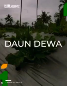 HIU – DAUN DEWA Membantu Mengurangi Lemak Darah