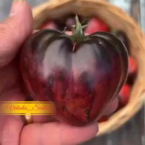 [Virladia Seeds] 10 Biji Benih Tomat Unik SGT.Peppers Tomato