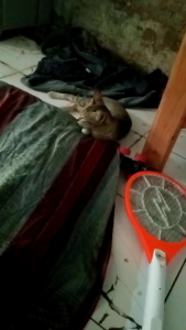 kostum setelan anak singa Depok