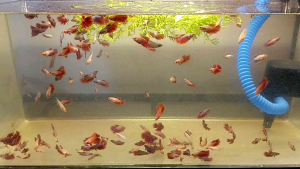 Mixed Halfmoon Betta Fry (Red Blue-Red and Other Variants) | 半月斗鱼苗混养(红色、蓝红及其他变种)