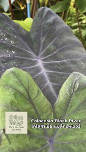 โคโลคาเซีย แบล๊ตรีเวอร์ ( Colocasia Black River ) ไม้ประดับ ไม้ฟอกอากาศ ไม้มงคล ต้นไม้ บอนสี ไม้ด่าง จัดสวน ต้นไม้แต่งสวน ราคาถูก ถูกสุดๆ ต้นบอนหายาก ไม้ประดับหายาก