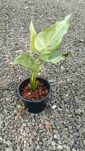 ต้นกวักใบโพธิ์ืด่างหินอ่อน นางกวักใบโพธิ์ด่าง ว่านกวักศรีมหาโพธิ์ /ว่านทรหด/ว่านเศรษฐีใบโพธิ์ ต้นไม้มงคล เรียกโชคลาภ จัดส่งทั้งกระถาง 6นิ้ว