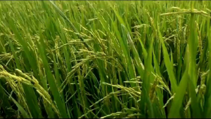 Beras premium pulen putih bersih Jempol OK