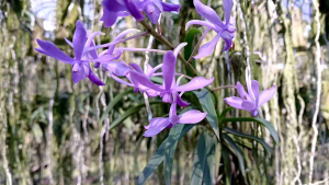 กล้วยไม้ลูกผสมแวนด้า ชามx( เข็มญี่ปุ่นxทำยันฮี) กล้วยไม้ชนิดใหม่