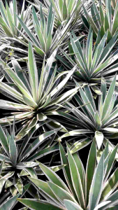 Century Agave Live Plant outdoor design 💯% Rooted! another agave variety be careful with the thorns specially for children