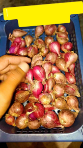 Bawang Merah Super Dan Murah Hasil Petani Brebes Asli 1kg