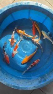JAPAN KOI LOCAL BREED 6/7” PREMIUM GRADE 10pcs COMBO RM1288 with FREE GIFTS !