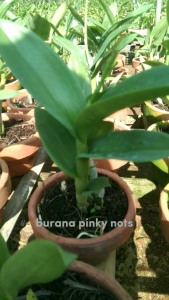 Dendrobium Burana Pinky Nots: Tanaman Hias Indoor Yang Mudah Dirawat