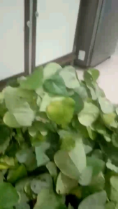 Lá Tươi sương Sâm lông hữu cơ.Tặng thêm Nang mực.