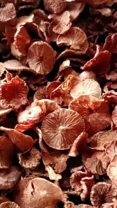 หมากแห้ง หมากอิแปะ หมากแว่น