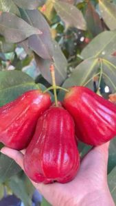 ต้นชมพู่ทับทิมจันทร์ หวานกรอบอร่อยได้ที่บ้าน ❤️ ออกผลไวมาก 7-8 เดือน เริ่มออกผล ต้นแข็งแรง สูง 50-70 ซม. ปลูกง่ายโตไว ได้ทานผลจริง ระหว่างขนส่งสินค้าเสียหาย เครมฟรีค่ะ มีบริการหลังการขาย