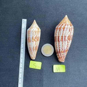 หอยสังข์ทรงกรวย Brown vertically striped conus conch shell zan long
