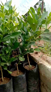 bibit okulasi jeruk purut (Citrus hystrix)