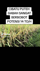 Benih Padi CIBATU 06 UNGGUL (F2 SUPER TERBAIK) KEMASAN 2KG