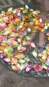 warna warni komplit dengan size calon induk glow isi 10 ekor bonus 2