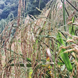 Benih Padi Darat Beras Merah Asli Untuk Ditanam