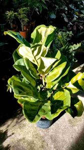 ไทรใบสักใบใหญ่70-80cm ต้นไทรใบสัก (Ficus Lyrata) ซึ่งเป็นไม้ประดับที่ได้รับความนิยมอย่างมาก.