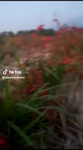 Bunga Rosela merah Segar