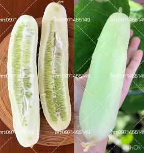 แตงกวาร้านสีขาว ผลใหญ่ สวยบรรจุซองละ40-50เมล็ด ขาวทั้งลูกทั้งผิว แตงกวาสีขาวผลใหญ่มากเนื้อหวานกรอบอร่อยกดสั่ง10แถมฟรี1ซอง