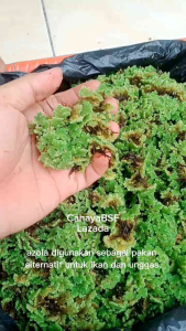 Bibit azolla super 1 Kg pakan alternatif ternak
