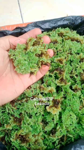 Bibit Azolla Microphylla: Pakan Ternak Alternatif