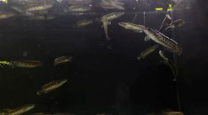 Channa Cobra (Aurantimaculata) 眼镜蛇雷龙(live fish ikan hidup 观赏鱼)