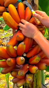bibit pisang udang / pisang merah unggul | bibit psang merah per 1 pohon | bibit pohon pisang udang