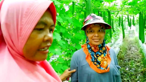 Benih Jaka F1 Gambas Oyong Isi 10 Gram (Terbaru) /Termurah Seindonesia/Anti Virus Gemini Kuning Layu Fusarium/Perawatan mudah/Tidak Pahit/Disukai Pasar/Tahan Simpan/Buah Lebat dan Berbobot/100 % Ori Kemasan Pabrik