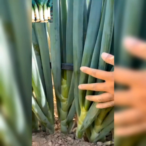 25 BIJI BENIH DAUN BAWANG AMERICAN FLAG LARGE