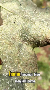 PEMBASMI HAMA TANAMAN | KUTU PUTIH | JAMUR | LALAT BUAH | WALANGSANGIT | WERENG | TUNGAU | 100ML | 250ML | 500ML | Aman Untuk Tanaman | Ramah Lingkungan | 100% Ampuh