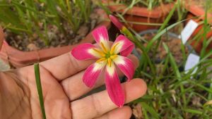 010.หัวดอกบัวดิน Red Card หัวละ 25 บาท