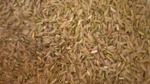 ข้าวกล้องระยะน้ำนม  ข้าวใหม่ เก็บเกี่ยว 25 พย68 ข้าวไม่อบ สีใหม่ทุกครั้ง