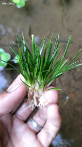 Eriocaulon sp.Japan 5 Batang Tanaman Aquatic/Aquascape
