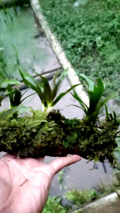 ecinodorus raseli media kayu rentek+mos aquarium aquascape. kondisi sudah tenggelam