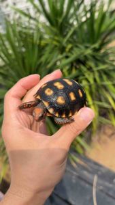 Cherry head tortoise - super red 8cm no1