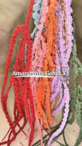 [AMARANTHUS GABUS X3] DAUN HIAS AMARANTUS MENJUNTAI PANJANG TINGGI 1 METER WEDDING DECORATION DEKORASI PELAMINAN KAWINAN PERNIKAHAN BACKDROP HIASAN POT BUNGA MENJALAR LAVENDER GABUS EKOR KUCING LOVE LIES BLEEDING FOXTAIL AMARANTH CAUDATUS AWAN GABUS FOAM