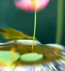 (KEMASAN PREMIUM) BIJI/BENIH BUNGA LOTUS MINI MIX