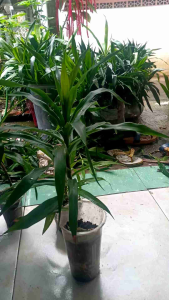 bibit pohon Suji + media tanah dan pot