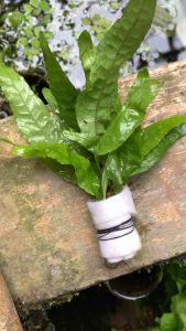 Kadaka Java Fern Tanaman Aquascape