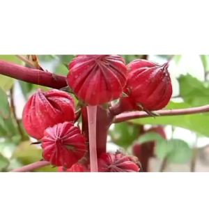 Xamthone Original Jus Kulit Manggis Manjur Atasi Insomnia