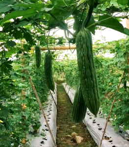 [TERMURAH] BIJI/BENIH TANAMAN PARE PARIA YUNAN