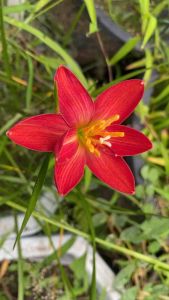 013.หัวดอกบัวดิน Sunstone หัวละ 55 บาทดอกหอม