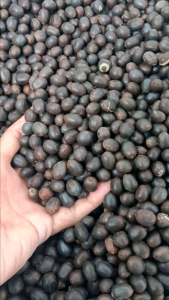 Benih Biji Teratai Lotus Pink Bowl 50 Butir & Benih Biji Teratai Mix Warna 100 Butir