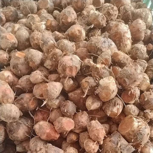 Jual Induk Kunyit / Biang kunyit Empunya Kunyit 1Kg