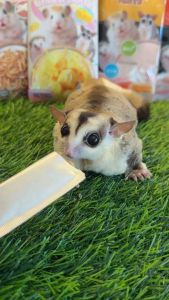 โจ๊กไก่ โจ๊กปลา โจ๊กชีส โจ๊กแมลง Ham Ham Bakery อาหารเหลว ขนมเลีย โจ๊กเลีย สำหรับสัตว์ฟันแทะ มีวิตามินอี DHA+ หนูแฮมเตอร์ เม่นแคระ ชูการ์ กระรอก 16g. x 3pcs