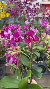 【OFFER】Phalaenopsis 2.5” pot size with FLOWER