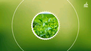 (สินค้าพร้อมส่ง) Aimmura 19 เซซามิน งาดำสกัดจากเซซามิน มะเร็งทุกระยะ 1 กระปุกมี60 แคปซูล สูตรเข้มข้นเซซามิน10เท่า ไม่มีคาเฟอีนจากชาเขียว (มีคิวอาร์โค๊ด-รับประกันของแท้100%จากศูนย์เชียงใหม่)เซซามินสกัดจากงาดำเอมมูร่าไนน์ทีน Aimmura-19